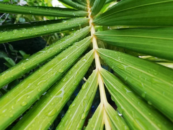 Hojas Palma Con Gotas Lluvia Gotas Agua Primer Plano Sobre —  Fotos de Stock