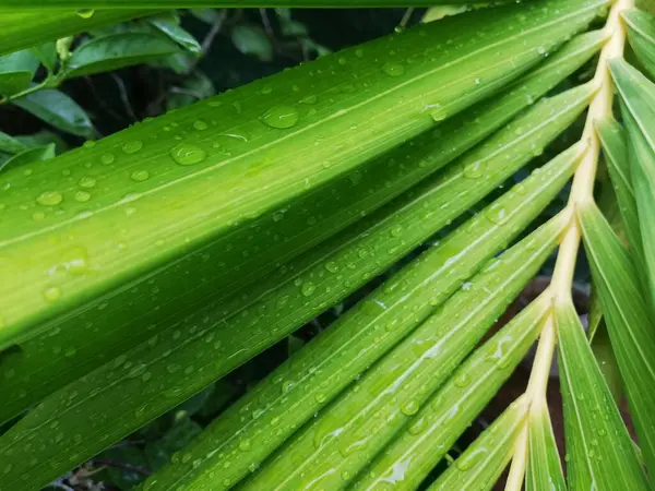 Feuilles Palmier Avec Gouttes Pluie Gros Plan Sur Les Feuilles — Photo