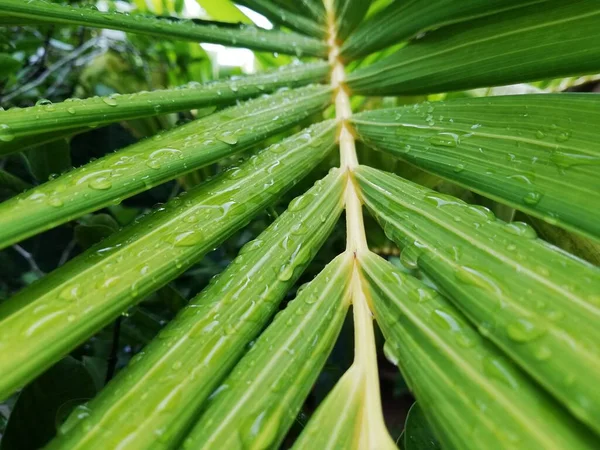 Folhas Palma Com Gotas Chuva Gotas Água Close Folhas Palma — Fotografia de Stock