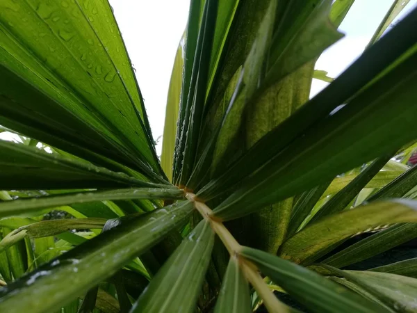 Palmblätter Mit Regentropfen Close Wassertropfen Auf Hellgrünen Palmblättern Nach Dem — Stockfoto