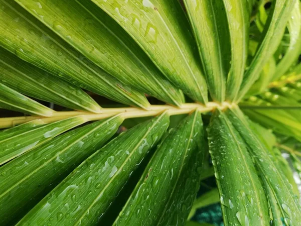 Palmové Listy Kapkami Deště Zblízka Kapky Vody Jasně Zelené Palmové — Stock fotografie