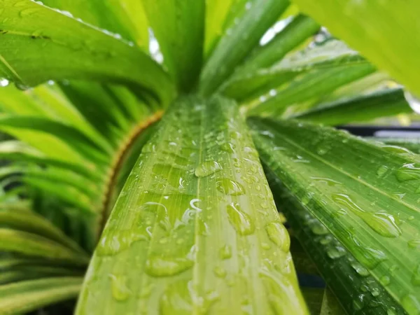 パームは雨が降った後 明るい緑のヤシの葉に雨が降ります 雨季に緑色の葉に雨が降ります 熱帯観賞植物 ヤシの葉の表面 雨滴と朝のモチベーションコンセプト — ストック写真