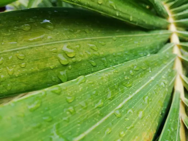 Foglie Palma Con Gocce Pioggia Gocce Acqua Ravvicinate Sulle Foglie — Foto Stock