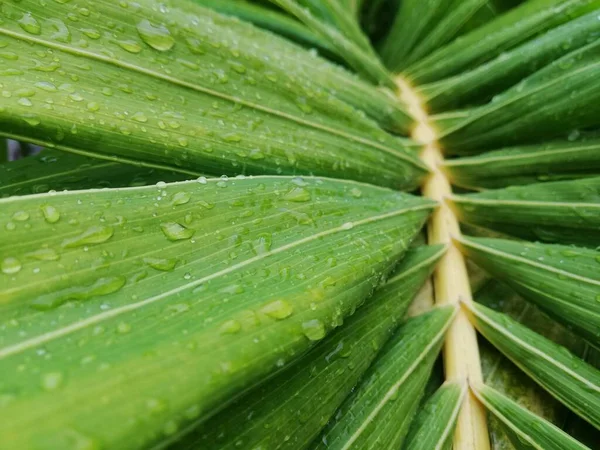 パームは雨が降った後 明るい緑のヤシの葉に雨が降ります 雨季に緑色の葉に雨が降ります 熱帯観賞植物 ヤシの葉の表面 雨滴と朝のモチベーションコンセプト — ストック写真