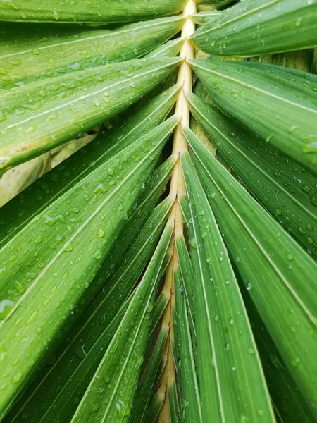 Feuilles Palmier Avec Gouttes Pluie Gros Plan Sur Les Feuilles — Photo