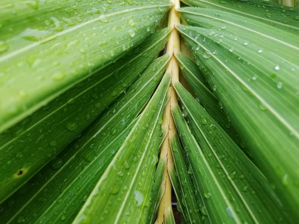 Hojas Palma Con Gotas Lluvia Gotas Agua Primer Plano Sobre —  Fotos de Stock