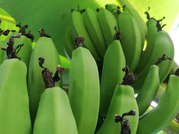 Κοντινές Άγουρες Μπανάνες Banana Tree Bunch Banana Organic Banana Bunch — Φωτογραφία Αρχείου