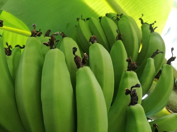 Κοντινές Άγουρες Μπανάνες Banana Tree Bunch Banana Organic Banana Bunch — Φωτογραφία Αρχείου