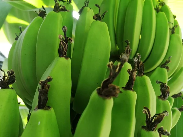 Unreife Bananen Aus Nächster Nähe Bananenbaum Mit Bananenstrauß Bio Bananenstrauß — Stockfoto