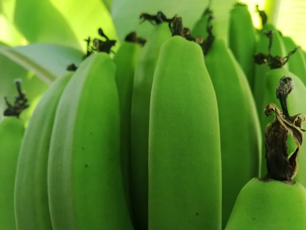 바나나는 바나나 근처에 바나나 바나나 상태로 바나나 나무에 — 스톡 사진
