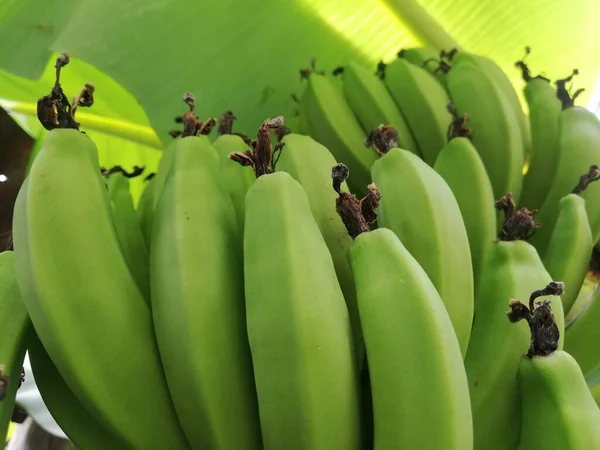 Bananas Verdes Fecham Árvore Banana Com Monte Bananas Recheadas Banana — Fotografia de Stock