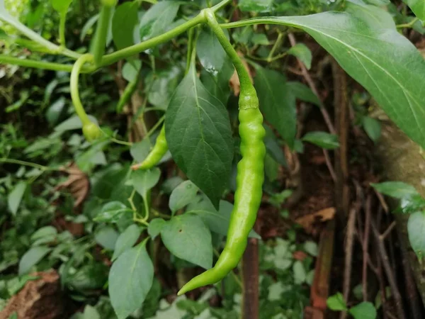 Planta Chile Verde Con Papel Verde Fresco Chile Orgánico — Foto de Stock