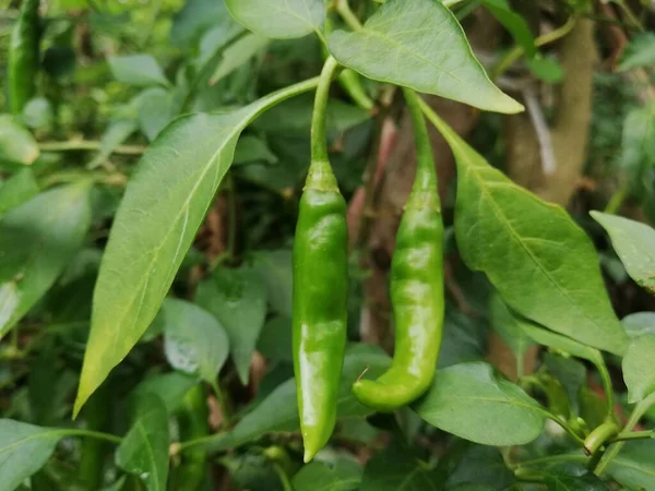 Planta Chile Verde Con Papel Verde Fresco Chile Orgánico — Foto de Stock