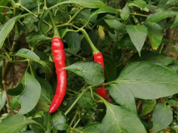 Red Chili 신문에는 페이퍼 유기농 — 스톡 사진