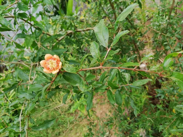 Pomegranate Fruit Close Photo Growing Pomegranate Pomegranate Fruit Flower Pomegranate — ストック写真