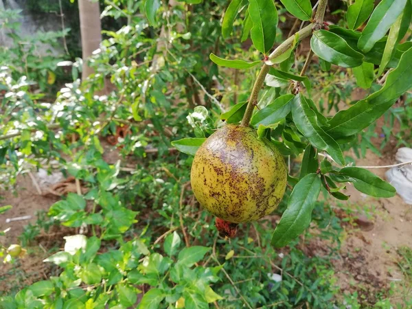 Pomegranate Fruit Close Photo Growing Pomegranate Pomegranate Fruit Flower Pomegranate — 스톡 사진