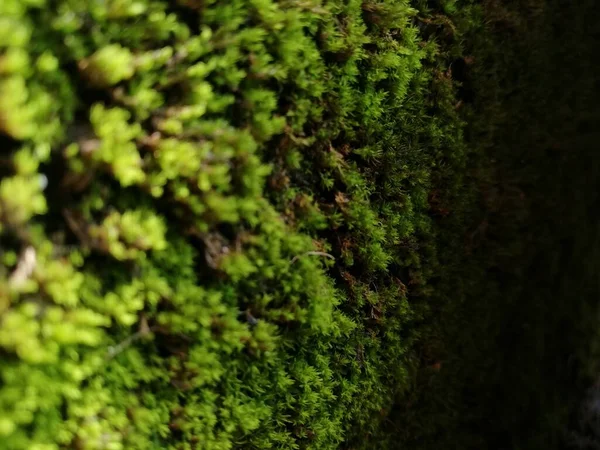 Green Moss Wall Πράσινο Φύλλο Πράσινα Φύλλα Υφή Τοίχου Και — Φωτογραφία Αρχείου