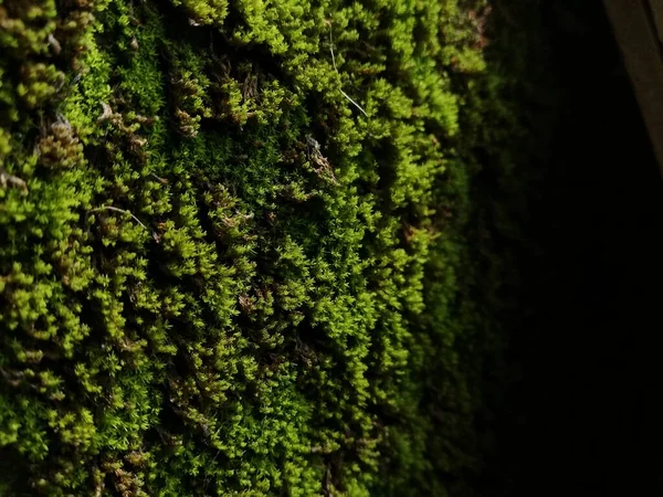 Musgo Verde Parede Folha Chalupa Verde Folhas Verdes Textura Parede — Fotografia de Stock