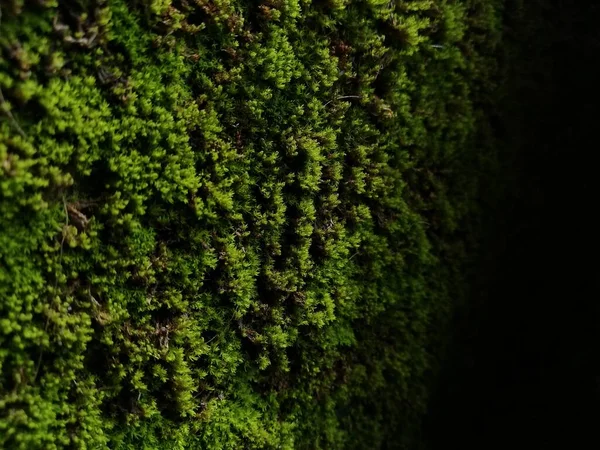 Grünes Moos Der Wand Grünes Blatt Grüne Blätter Wandstruktur Und — Stockfoto