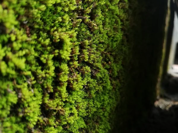 Musgo Verde Parede Folha Chalupa Verde Folhas Verdes Textura Parede — Fotografia de Stock