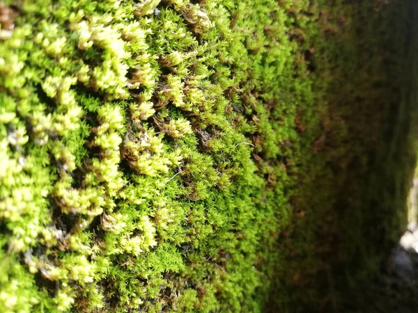 Moss Verde Pared Jalá Hoja Verde Hojas Verdes Textura Pared — Foto de Stock