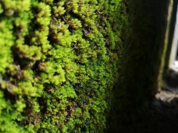 Mousse Verte Sur Mur Feuille Verte Texture Paroi Des Feuilles — Photo