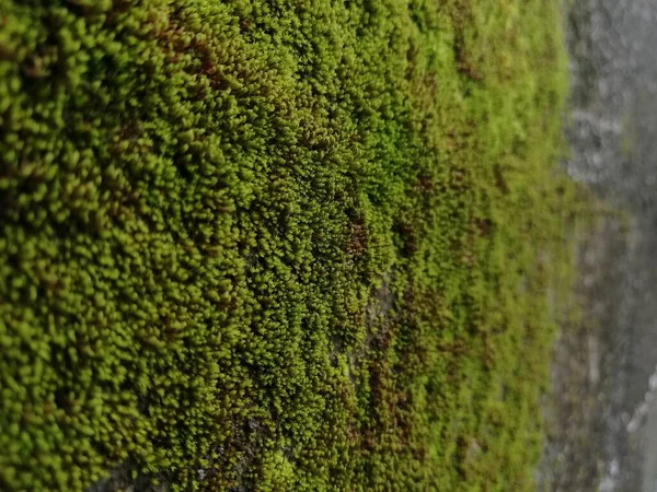 Green Moss Wall Πράσινο Φύλλο Πράσινα Φύλλα Υφή Τοίχου Και — Φωτογραφία Αρχείου