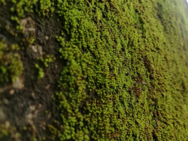 Green Moss Wall Green Leaf Green Leaves Wall Texture Background — ストック写真