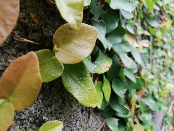 Αναρρίχηση Φυτά Στον Τοίχο Φόντο Πράσινο Ακόμη Και Φόντο Τοίχο — Φωτογραφία Αρχείου