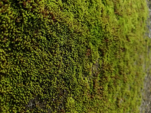 Mousse Verte Sur Mur Feuille Verte Texture Paroi Des Feuilles — Photo