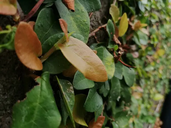 Climbing Plants Wall Background Green Even Background Wall Natural Green — ストック写真