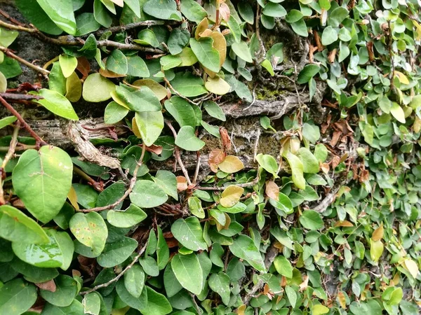 Klettern Pflanzen Auf Der Wand Hintergrund Grün Sogar Hintergrundwand Natürliche — Stockfoto