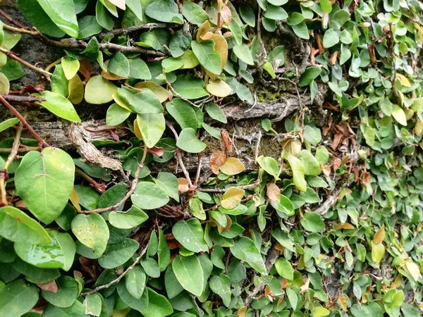 Klettern Pflanzen Auf Der Wand Hintergrund Grün Sogar Hintergrundwand Natürliche — Stockfoto