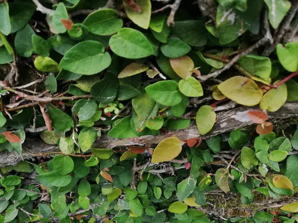 Klettern Pflanzen Auf Der Wand Hintergrund Grün Sogar Hintergrundwand Natürliche — Stockfoto