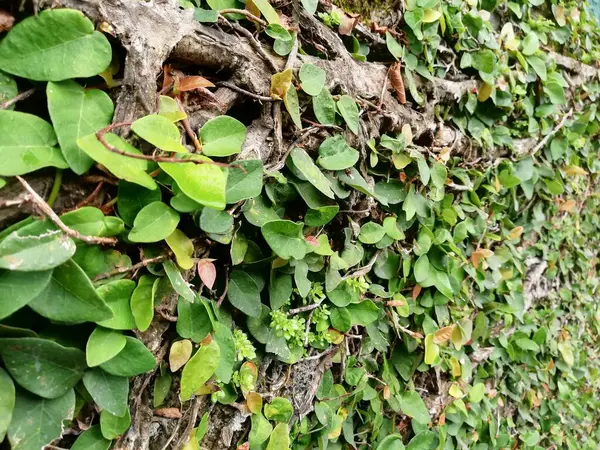 Klettern Pflanzen Auf Der Wand Hintergrund Grün Sogar Hintergrundwand Natürliche — Stockfoto