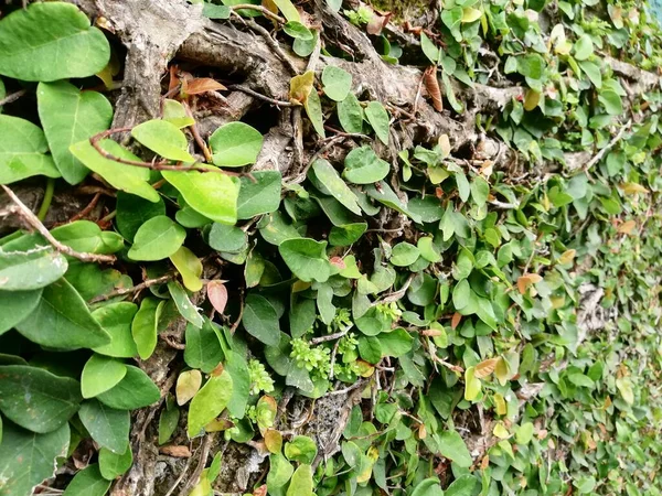 Klettern Pflanzen Auf Der Wand Hintergrund Grün Sogar Hintergrundwand Natürliche — Stockfoto