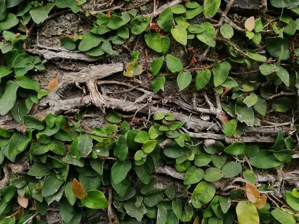 Klettern Pflanzen Auf Der Wand Hintergrund Grün Sogar Hintergrundwand Natürliche — Stockfoto