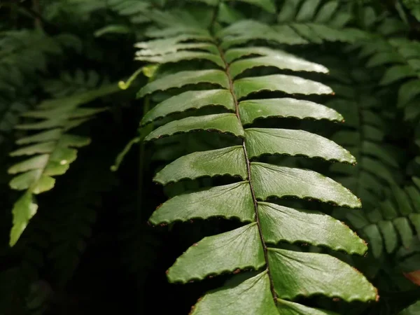 Skogsgrön Blad Ormbunke Struktur Vild Natur Med Solljus Och Skugga — Stockfoto