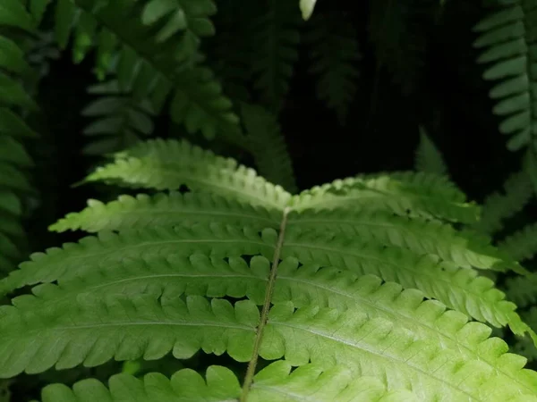 Vackra Ormbunkar Lämnar Gröna Blad Naturlig Blomormbunke Bakgrund Solljus Vackra — Stockfoto