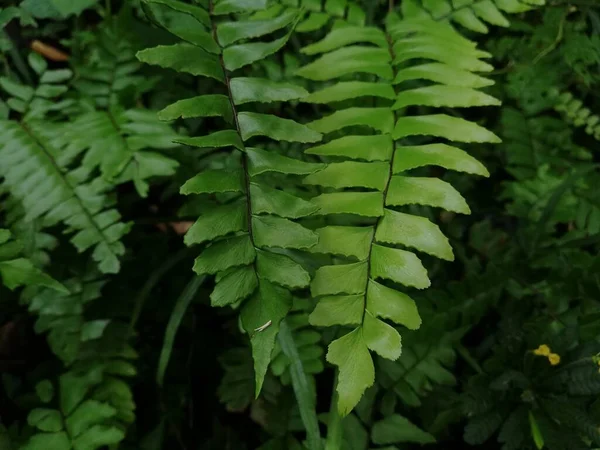 Las Zielony Liść Paproć Tekstury Dzikiej Przyrody Nasłonecznieniem Cieniem Ciemne — Zdjęcie stockowe