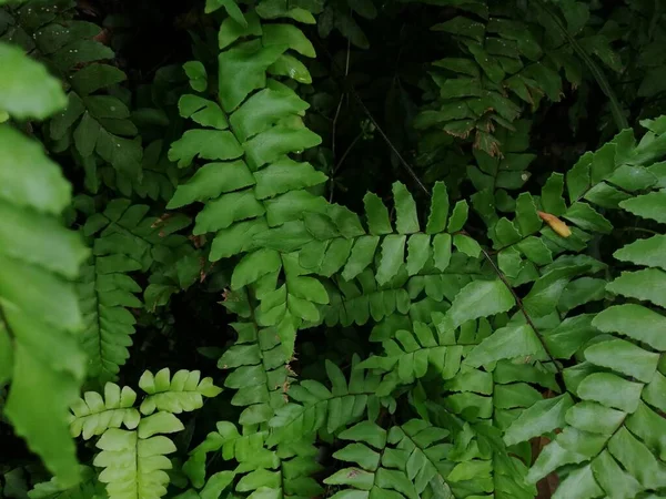 Waldgrüne Blattfarntextur Wilder Natur Mit Sonnenlicht Und Schatten Dunkler Hintergrund — Stockfoto