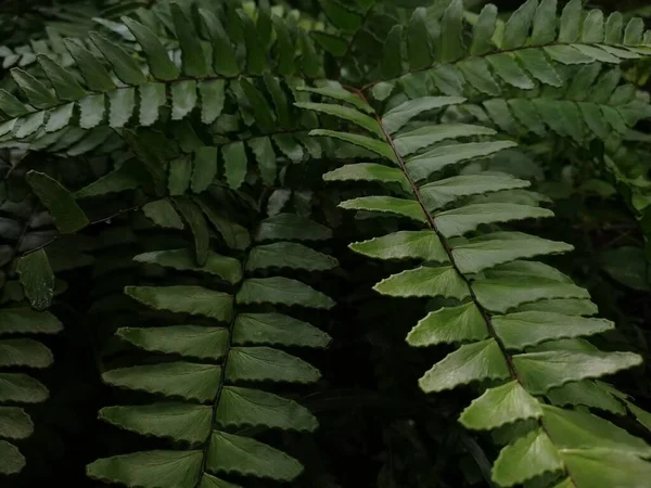Waldgrüne Blattfarntextur Wilder Natur Mit Sonnenlicht Und Schatten Dunkler Hintergrund — Stockfoto