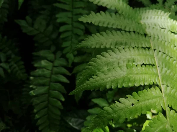 Hermosos Helechos Dejan Follaje Verde Fondo Helecho Floral Natural Luz —  Fotos de Stock