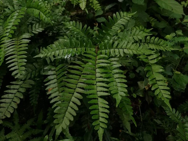 Forest Green Leaf Fern Texture Wild Nature Sunlight Shadow Dark — ストック写真