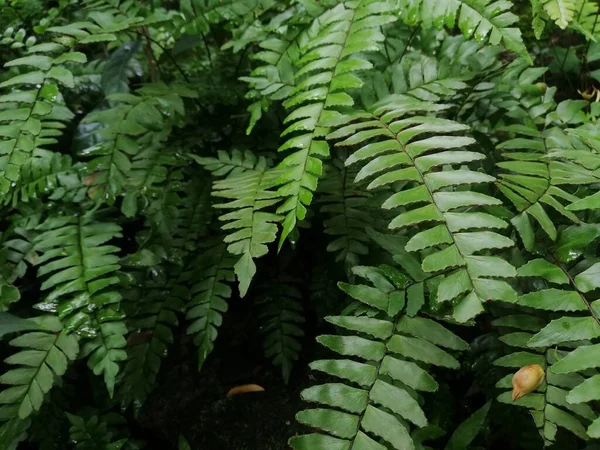 Bosque Verde Hoja Helecho Textura Naturaleza Salvaje Con Luz Del —  Fotos de Stock