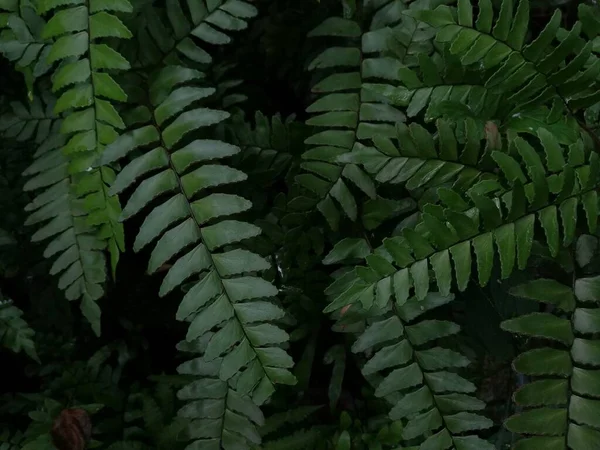 Waldgrüne Blattfarntextur Wilder Natur Mit Sonnenlicht Und Schatten Dunkler Hintergrund — Stockfoto