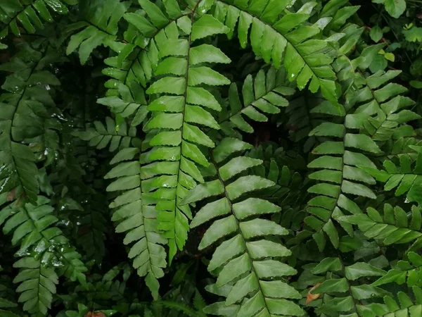 Skogsgrön Blad Ormbunke Struktur Vild Natur Med Solljus Och Skugga — Stockfoto