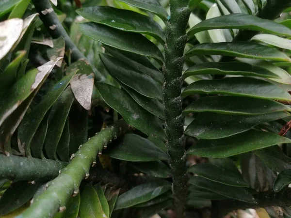 Floresta Verde Folha Samambaia Textura Natureza Selvagem Com Luz Solar — Fotografia de Stock