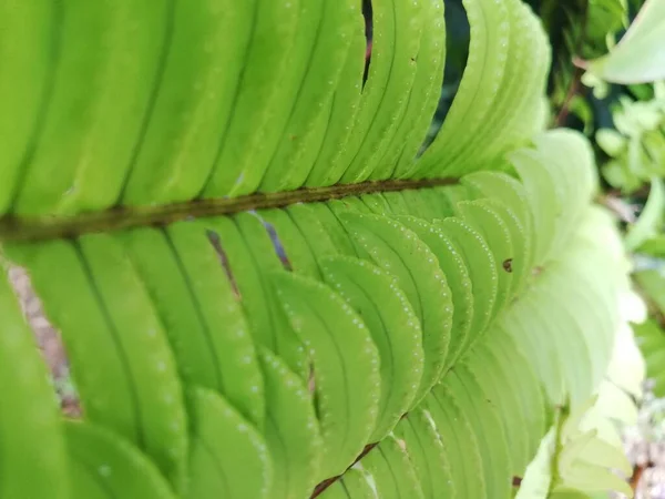 Floresta Verde Folha Samambaia Textura Natureza Selvagem Com Luz Solar — Fotografia de Stock