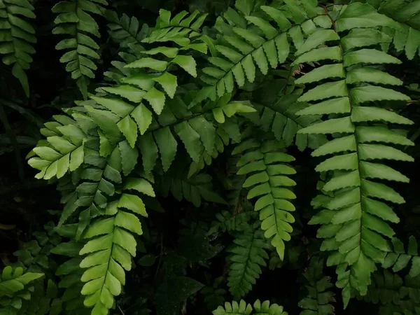 Orman Yeşil Eğreltiotu Deseni Vahşi Doğada Güneş Işığı Gölgesi Olan — Stok fotoğraf